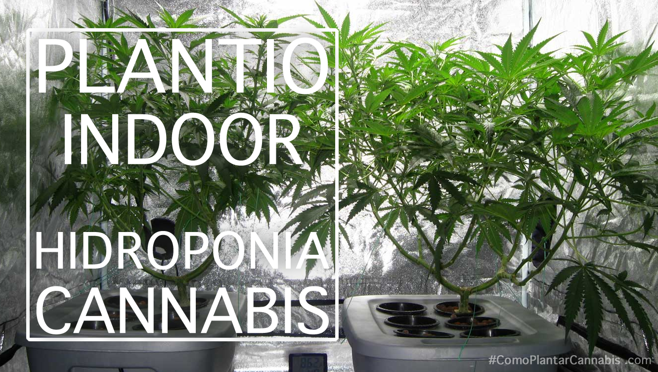 hidroponia duas plantas de cannabis sob lampadas MIH
