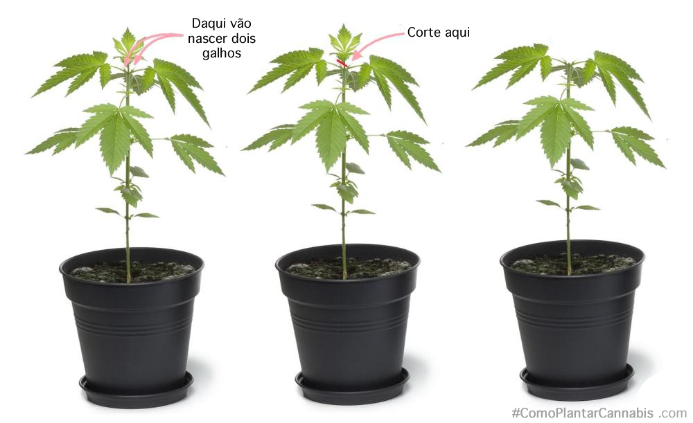 Controle de crescimento cannabis como plantar maconha.png