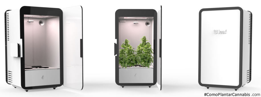 growbox como plantar cannabis2