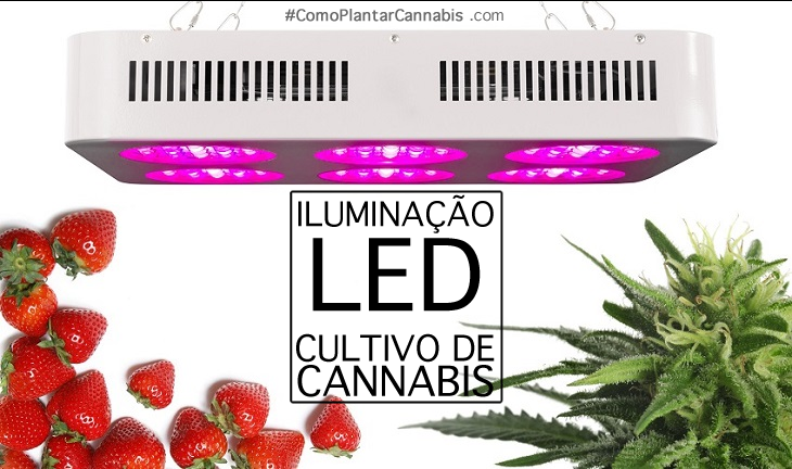 luz led cultivo de cannabis como plantar maconha.png