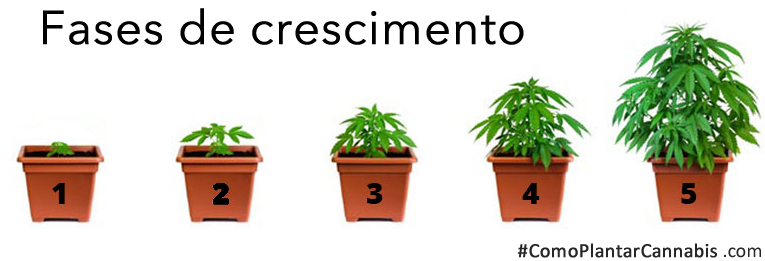 todas FASES de crescimento como plantar cannabis.png