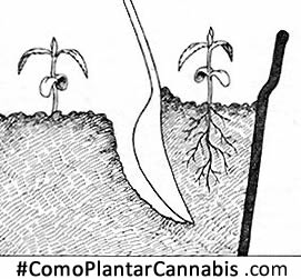 tranplantar broto de cannabis